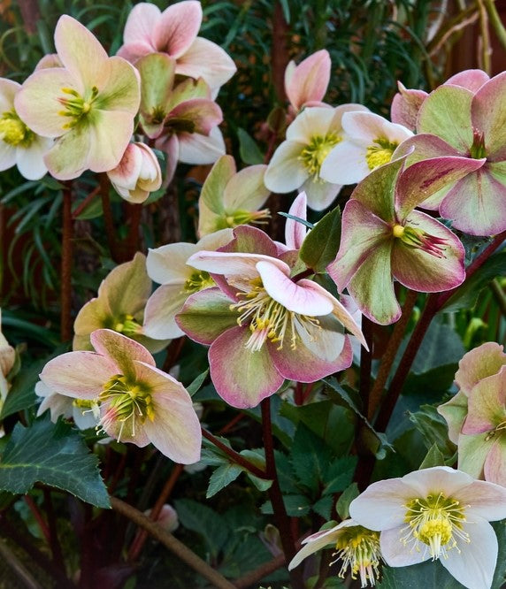 products/Hellebore2.jpg